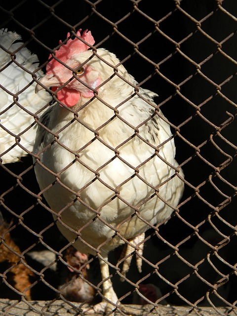 个球队的协 个球队的协